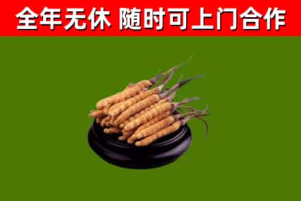 鼎城烟酒回收冬虫夏草.jpg